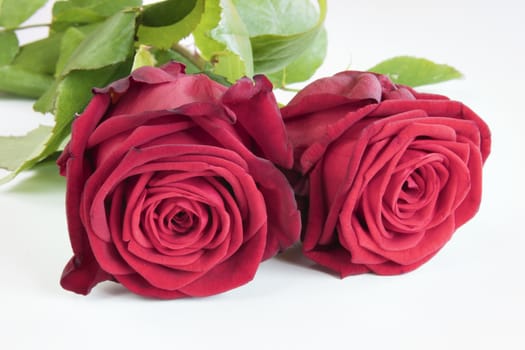 Two red roses on white background