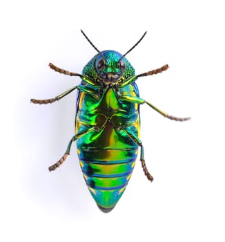 metallic wood-boring beetle on white background