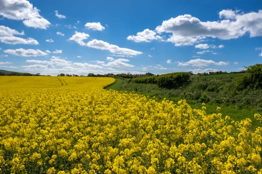 Rapeseed in the Rolling Sussex Countryside