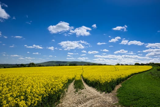 Rapeseed in the Rolling Sussex Countryside