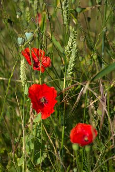 A Field of Poppies in Kent