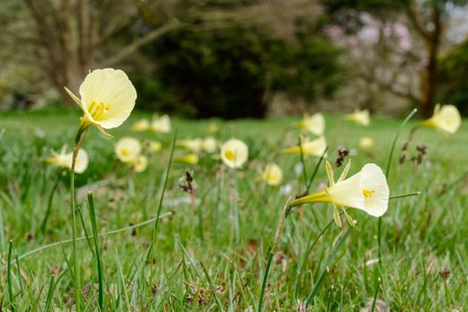 Lemon Yellow Hoop Petticoat Daffodil (Narcissus bulbocodium)