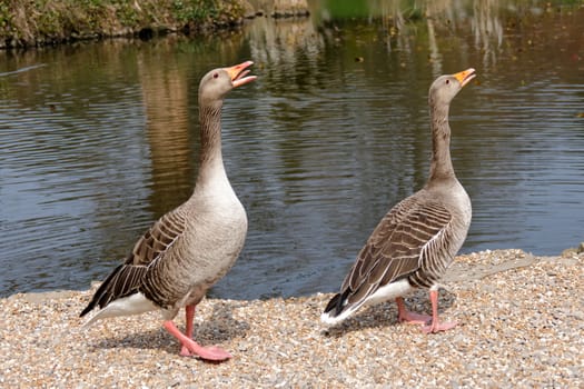 A pair of Greylag Geese (Anser anser)