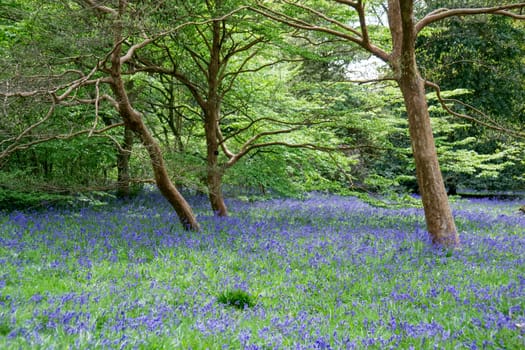 Bluebells in Full Bloom