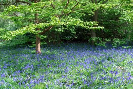 Bluebells in Full Bloom