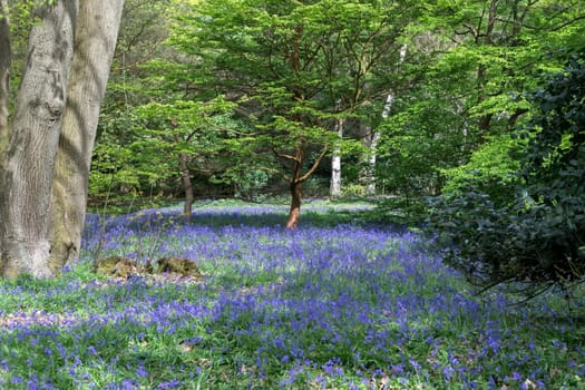 Bluebells in Full Bloom