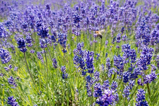 Bee in a Field of Lavender