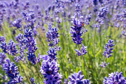 Spider in a Field of Lavender