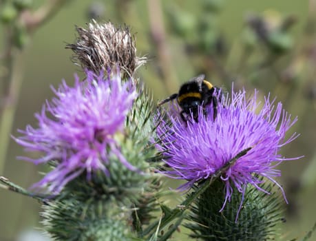 Bee on a Thistle