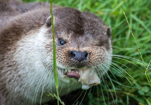 Eurasian Otter (Lutra lutra)