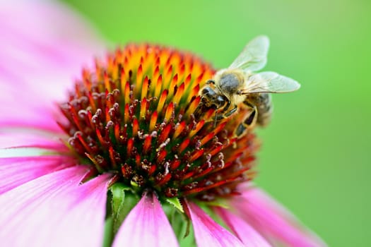 The Bee pollinates a purple flower.