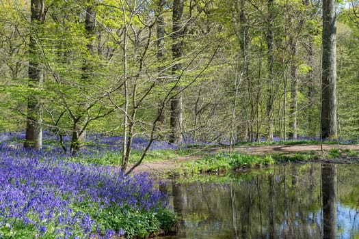 Bluebells Brightening up the Sussex Landscape