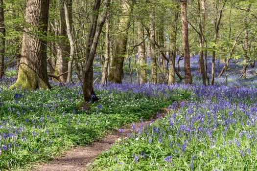 Bluebells Brightening up the Sussex Landscape