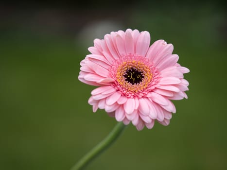 Pink Gerbera (Asteraceae)