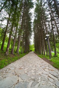 Alley of evergreen trees at Sihastria Monastery in Moldavia