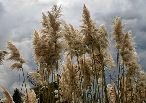 Pampas Grass in full bloom