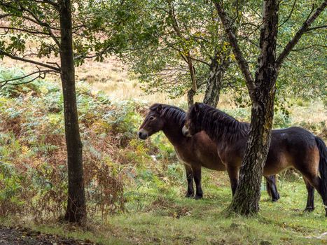 Exmoor Ponies in the  Ashdown Forest in Autumn