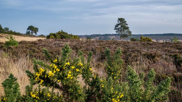 View of the Ashdown Forest in Winter