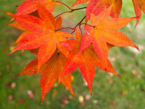 Acer Tree Leaves Changing Colour in Autumn