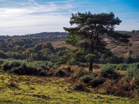 Scenic View of the Ashdown Forest in Sussex