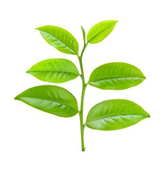 tea leaf