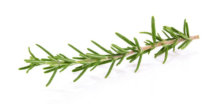 Rosemary isolated on white background