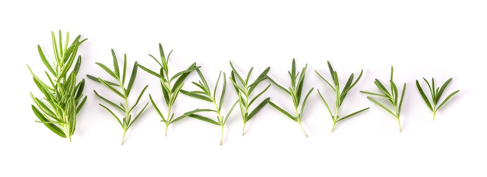 Rosemary isolated on white background