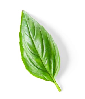 basil leaf isolated on white background