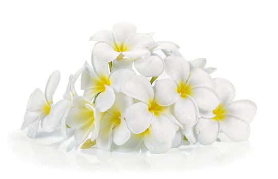 frangipani flower isolated white background