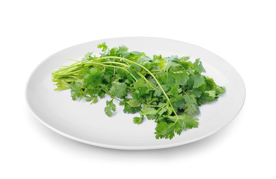 Coriander  in plate isolated on white background
