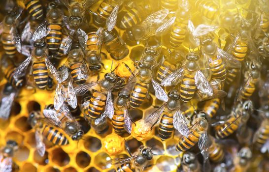 Close up view of the working bees on honey cells