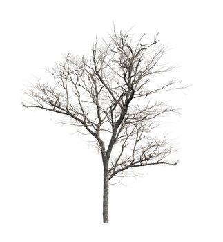 dead tree with no leaves on white background