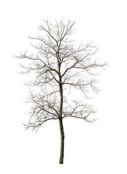 dead tree on white background