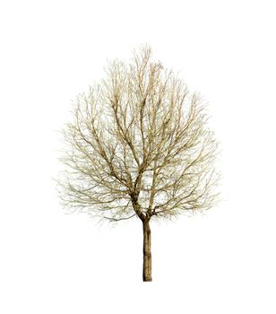 Spring tree isolated on white background