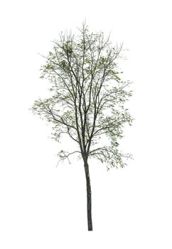 tree isolated on white background