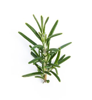 Rosemary isolated on white background