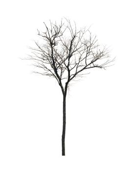 dead tree on white background