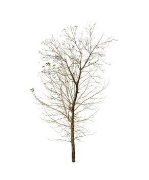 Spring tree isolated on white background