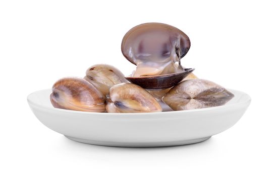 enamel venus shell  in plate on white background
