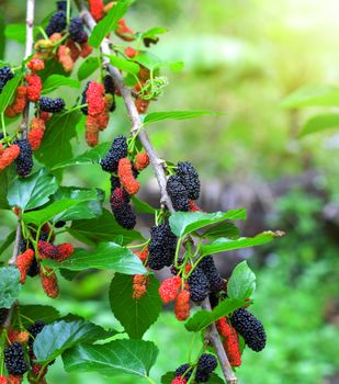Fresh mulberry, black ripe and red unripe mulberries in farm