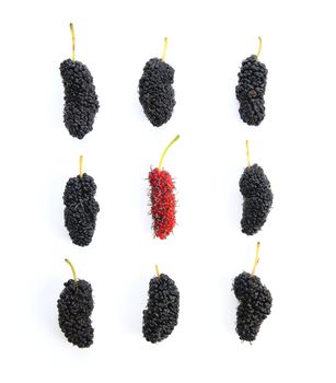 Mulberry berry isolated on white background