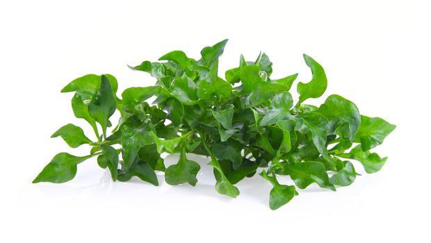 watercress isolated on white background