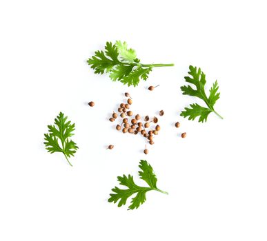 coriander leaf and seeds isolated on white background