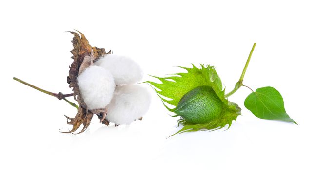 Cotton flower on wite background