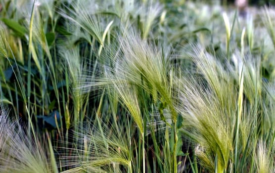 steppe feather grass illuminated by contour sun