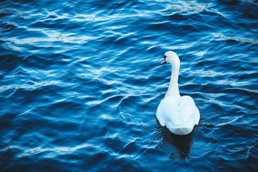 White swan floats on the blue river on the waves, spring