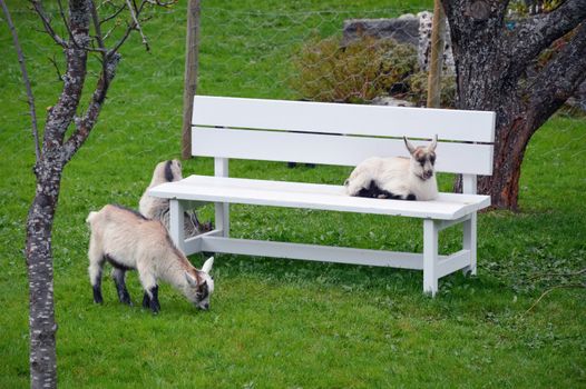 Bench and sheep on a green pasture - flam norway spring