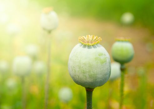 Greeen unripe poppyhead. Source plant opium drug.