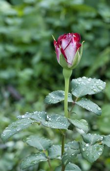 red rose Bud with raindrops on blurred nature background, macro