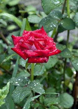 blooming scarlet rose with raindrops on its petals on blurred nature background